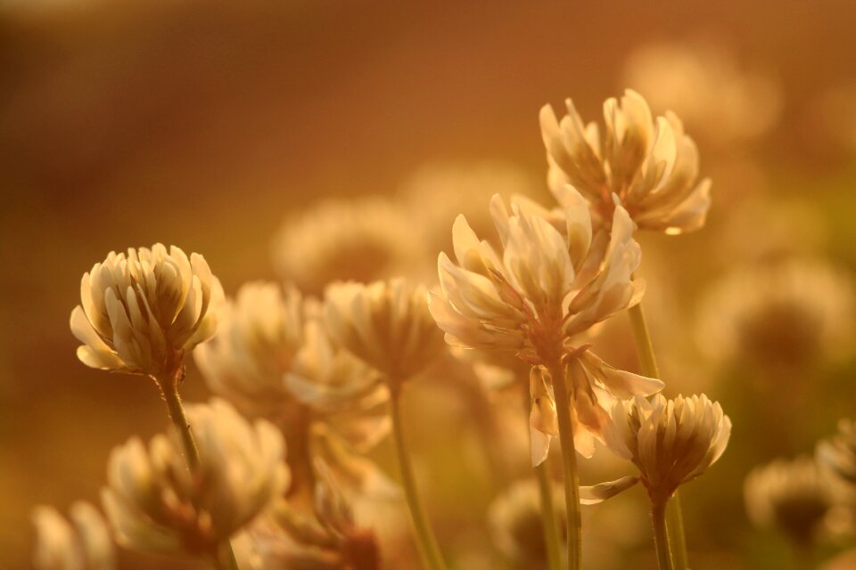 Nature summer floral