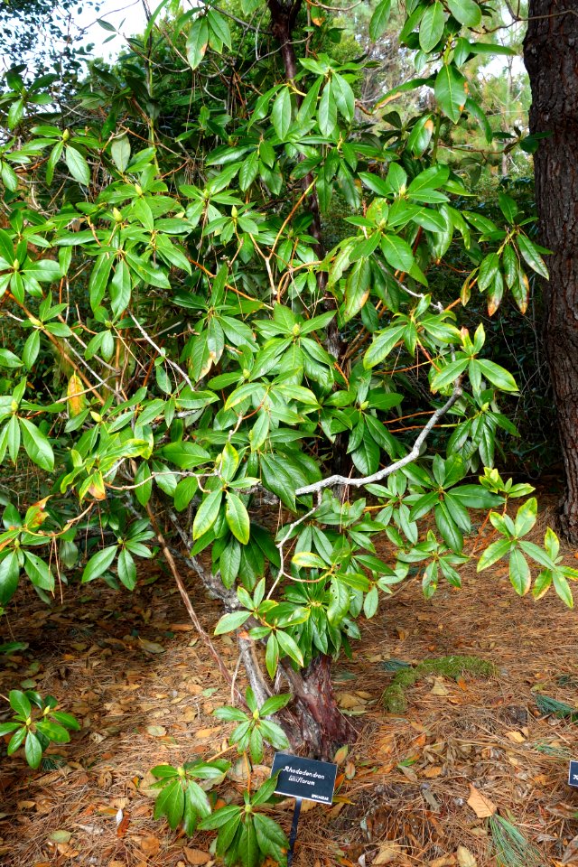 Rhododendron liliiflorum - Mendocino Coast Botanical Gardens - DSC02228