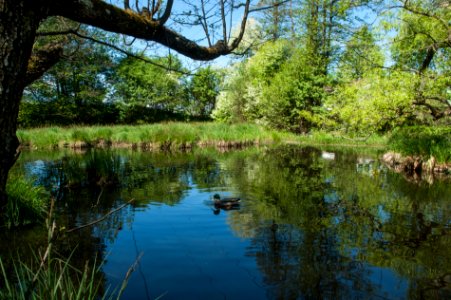 Rinner Waldmoor westwärts