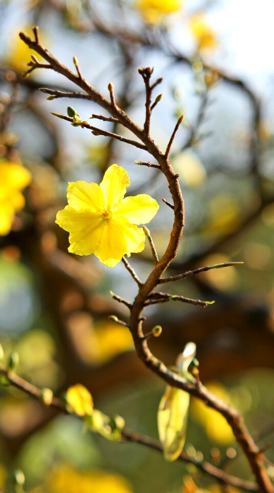 Vietnam spring the garden