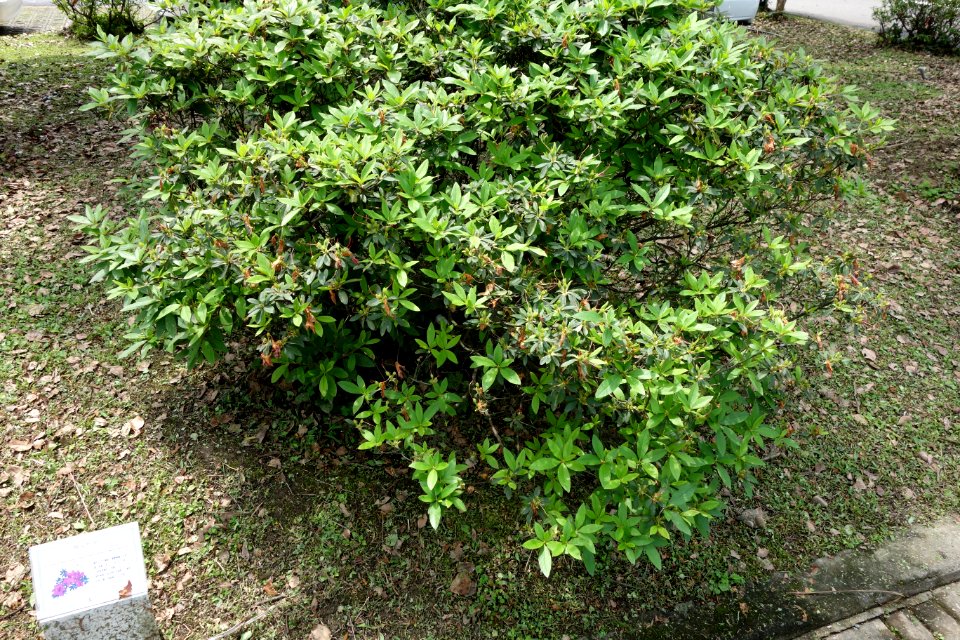 Rhododendron pulchrum - National Taiwan University - DSC01094