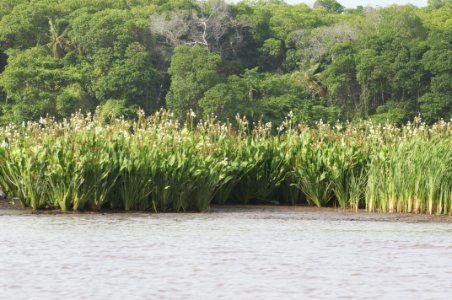 Rio limon venezuela37