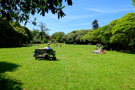 Rhododendron lawn - Lost Gardens of Heligan - Cornwall, England - DSC02878 photo