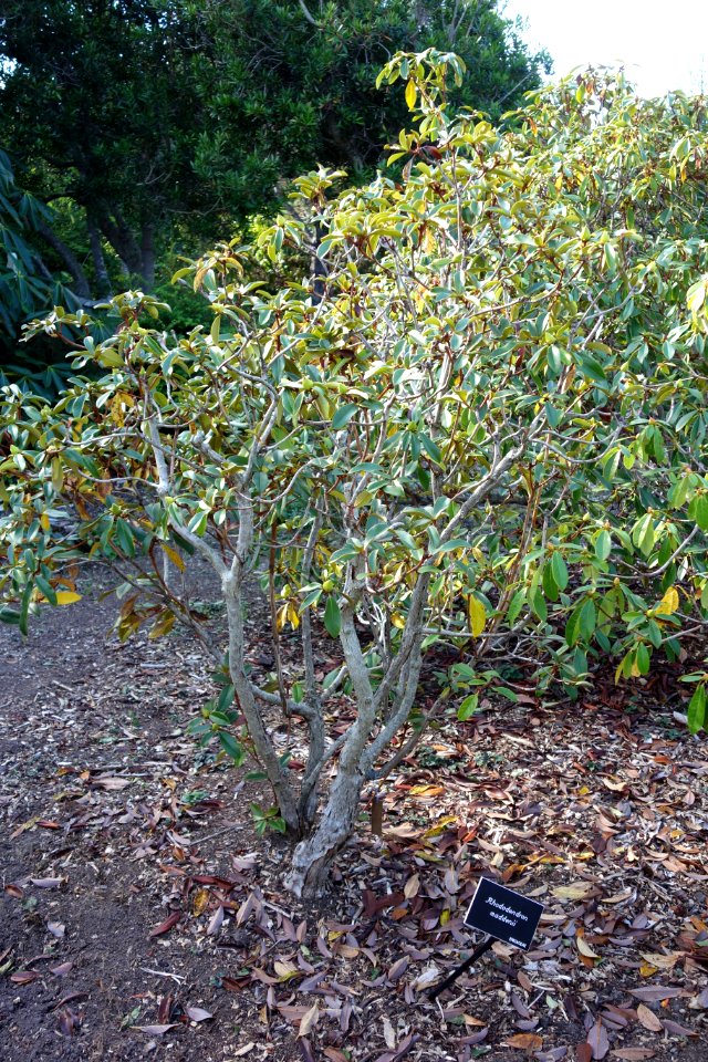 Rhododendron maddenii - Mendocino Coast Botanical Gardens - DSC02021