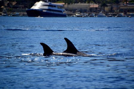 Risso s Dolphin (Grampus griseus) Catalina