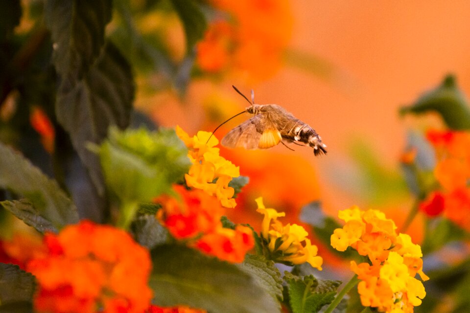Hummingbird hawk moth orange nectar