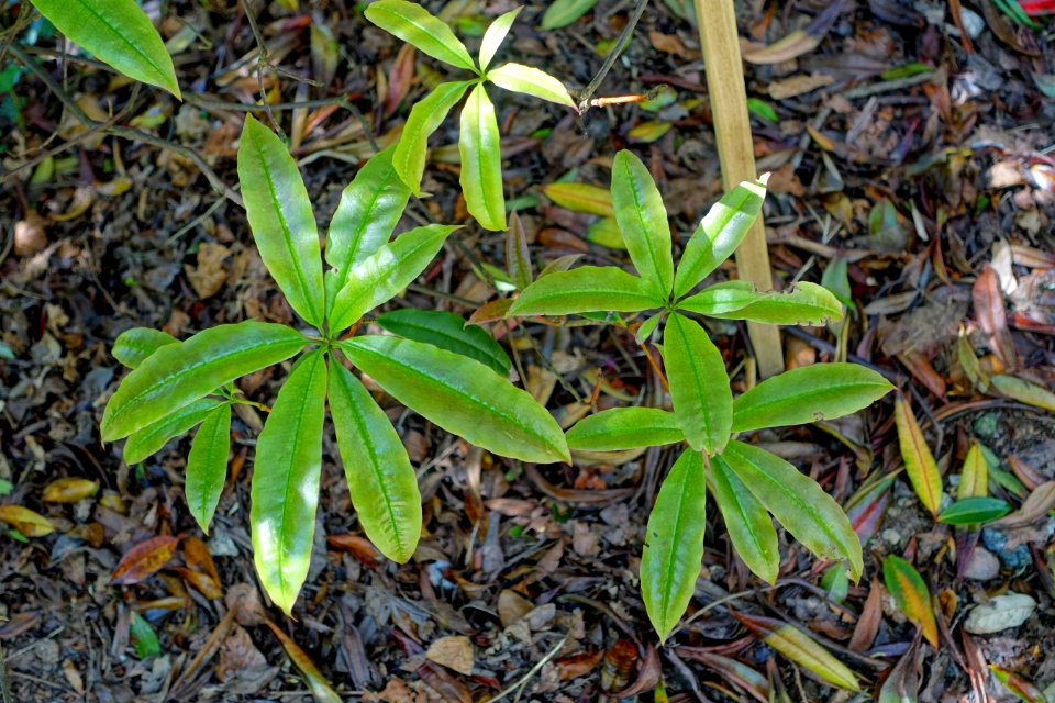 Rhododendron moulmainense (Rhododendron stenaulum) - Caerhayes Castle gardens - Cornwall, England - DSC03054