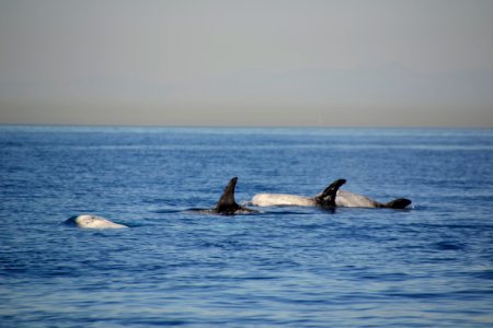 Risso s Dolphin (Grampus griseus) Catalina (3)