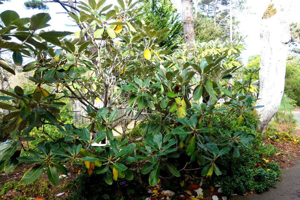 Rhododendron macabeanum - Mendocino Coast Botanical Gardens - DSC02088