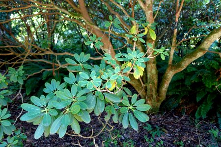 Rhododendron oreodoxa var. fargesii - UBC Botanical Garden - Vancouver, Canada - DSC07814