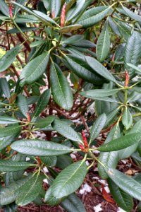 Rhododendron kesangiae - Hillier Gardens - Romsey, Hampshire, England - DSC04760