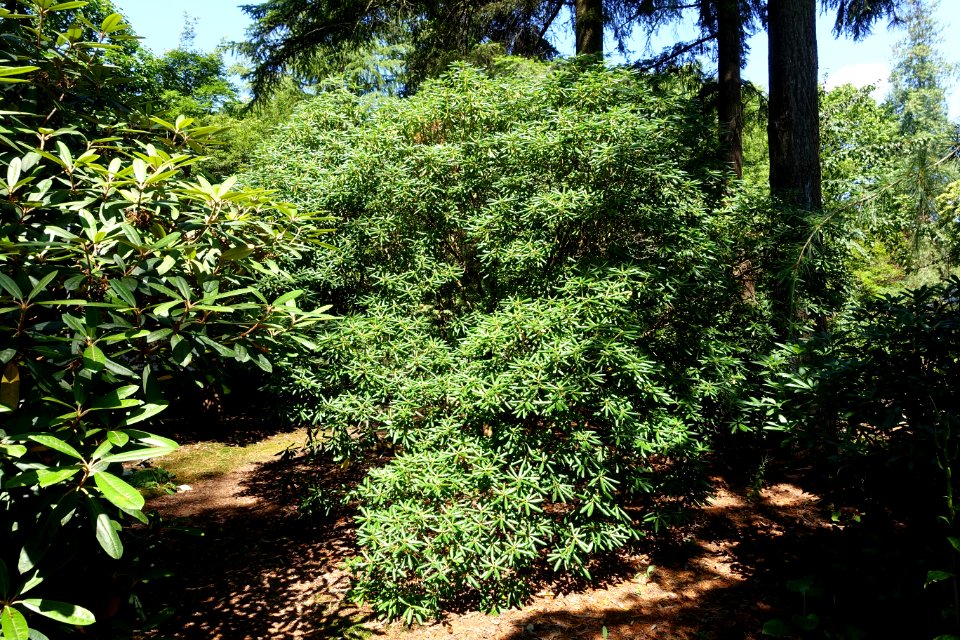 Rhododendron oreodoxa - VanDusen Botanical Garden - Vancouver, BC - DSC06891