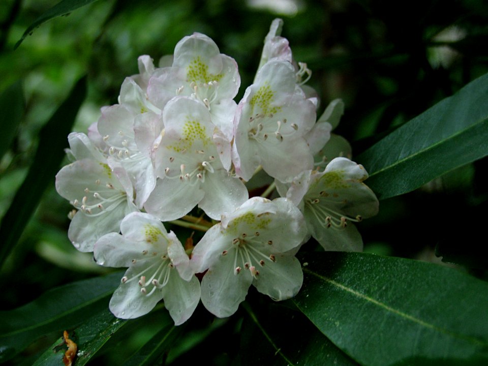 Rhododendron maximum, 2015-06-30, Fox Chapel, 04