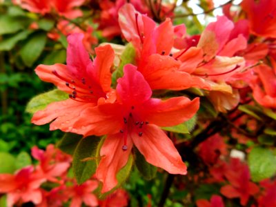 Rhododendron oldhamii photo