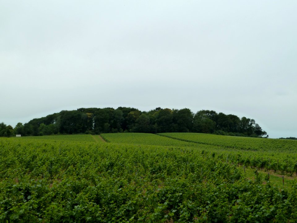 Riemst-Tumulus van Genoelselderen (2)