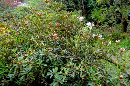 Rhododendron maddenii (Rhododendron polyandrum) - Trebah Garden - Cornwall, England - DSC01378