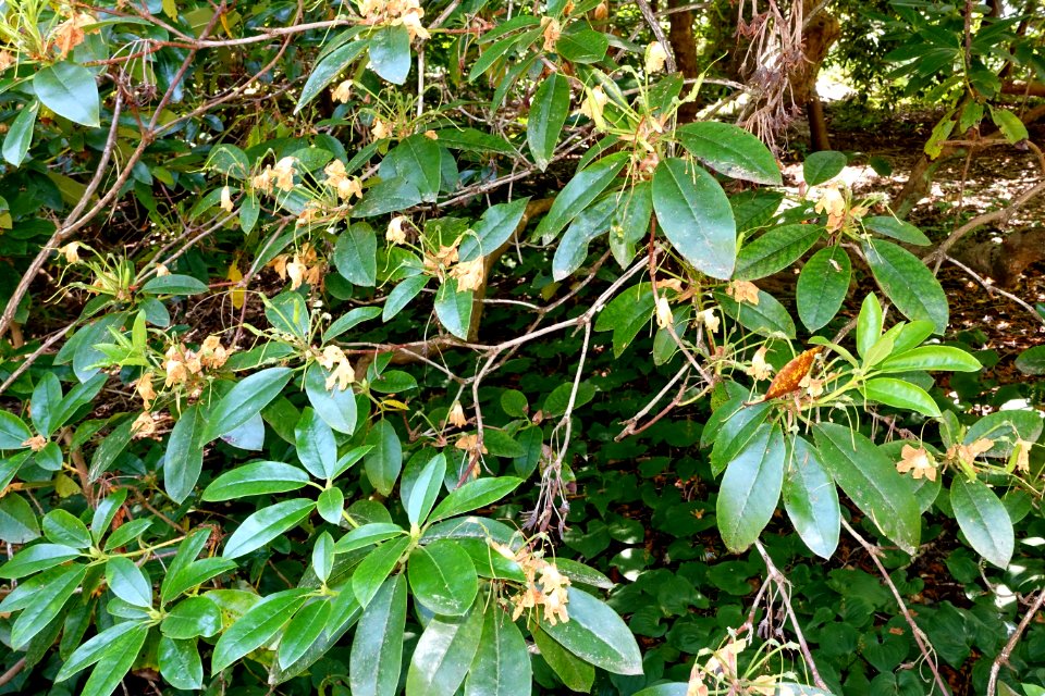Rhododendron wardii - VanDusen Botanical Garden - Vancouver, BC - DSC07314