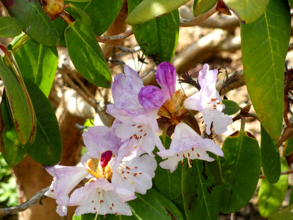 Rhododendron wallichii - University of Copenhagen Botanical Garden - DSC07608