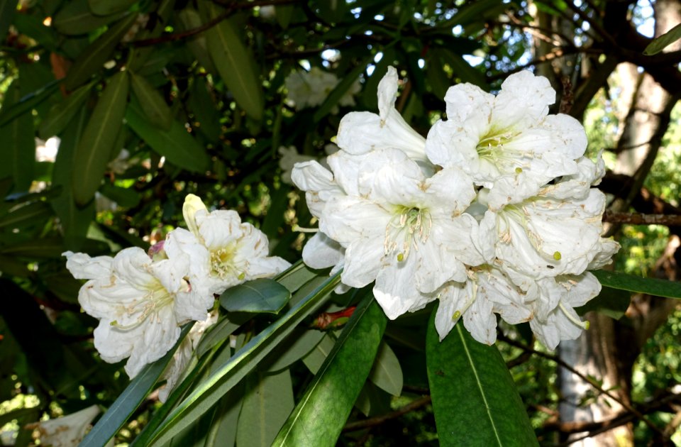 Rhododendron vernicosum - VanDusen Botanical Garden - Vancouver, BC - DSC07330