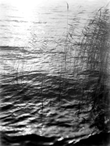Riet in het water, Bestanddeelnr 190-0651