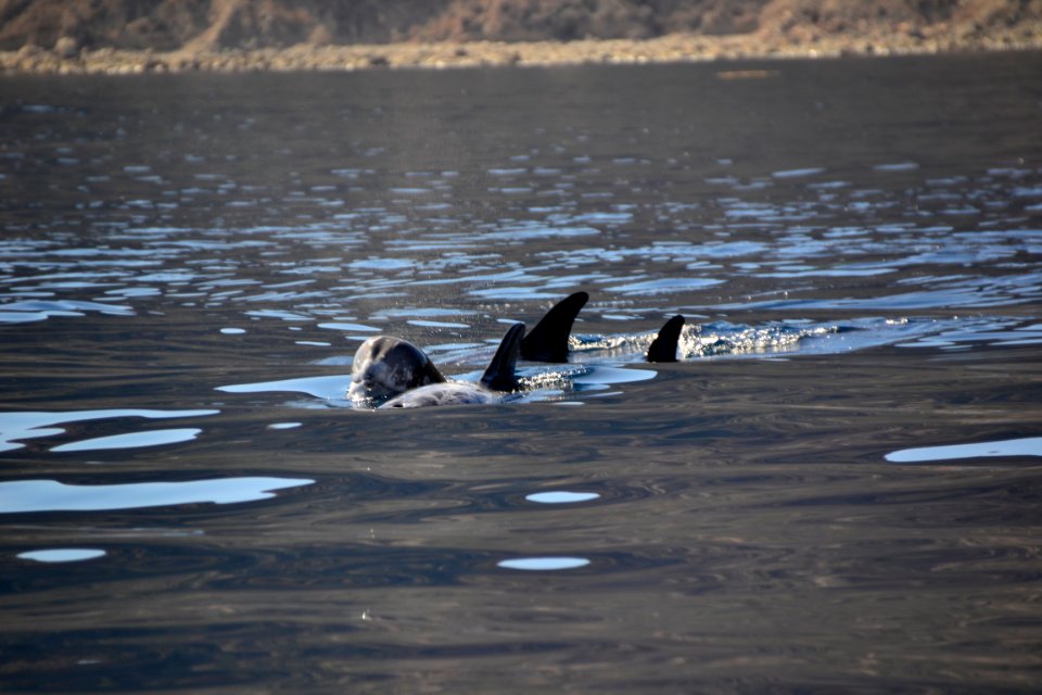 Risso s Dolphin (Grampus griseus) Catalina (4)