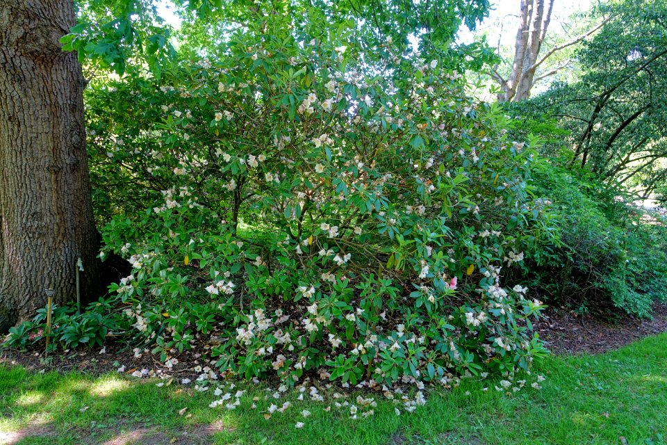 Rhododendron vernicosum - Savill Garden - Windsor Great Park, England - DSC06212