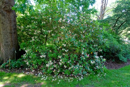 Rhododendron vernicosum - Savill Garden - Windsor Great Park, England - DSC06212