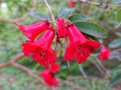 Rhododendron neriiflorum 'Euchaites' - Hillier Gardens - Romsey, Hampshire, England - DSC04829