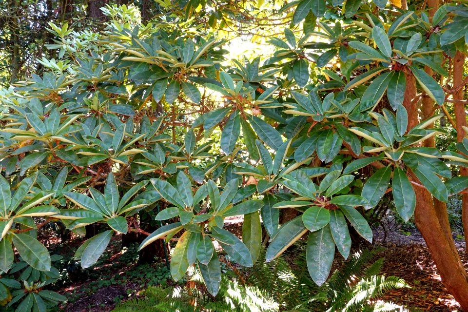 Rhododendron lacteum - VanDusen Botanical Garden - Vancouver, BC - DSC07220
