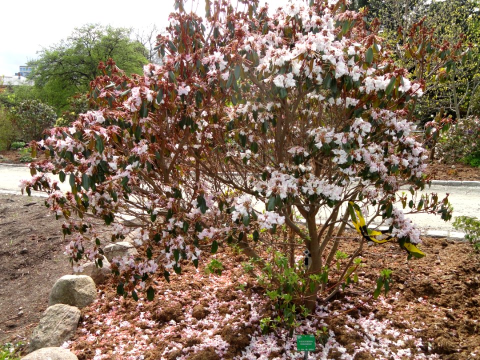 Rhododendron rubiginosum - University of Copenhagen Botanical Garden - DSC07630