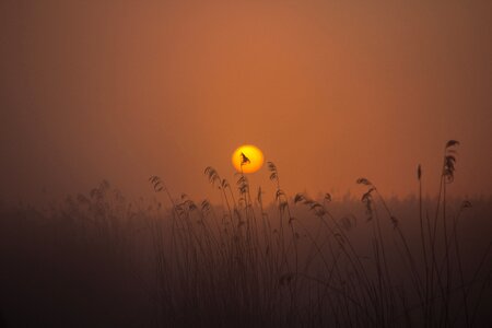 Reed nature conservation nature