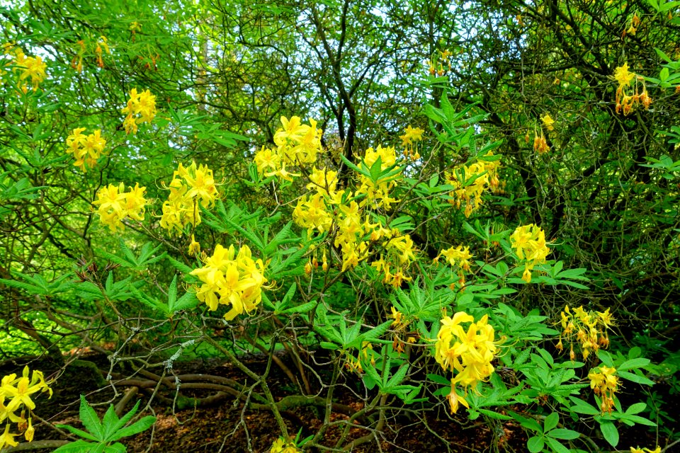 Rhododendron luteum - Sheffield Park and Garden - East Sussex, England - DSC05507