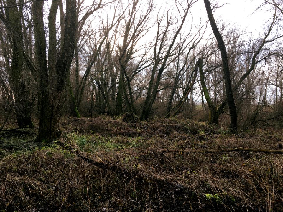 Riparian forest, Angeren