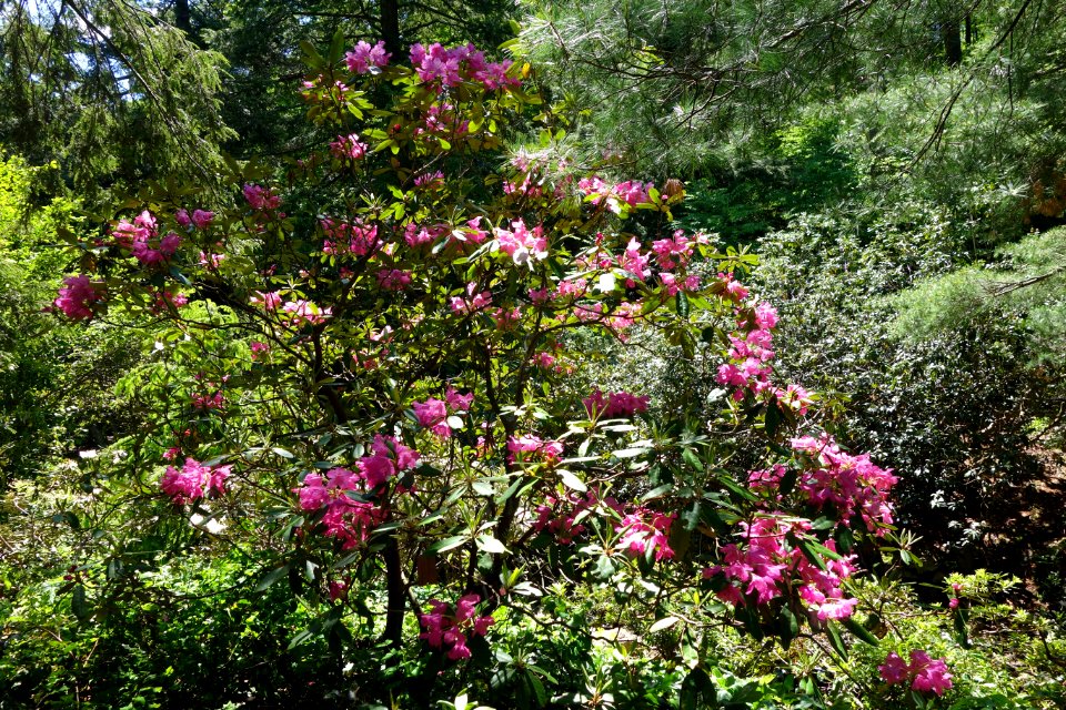 Rhododendron smirnowii undetermined hybrid - Arnold Arboretum - DSC06886