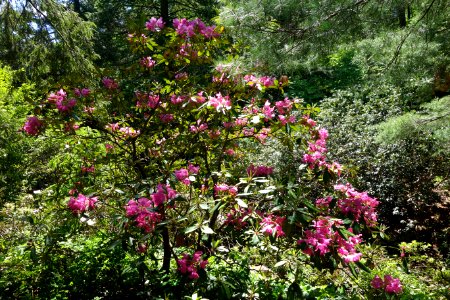 Rhododendron smirnowii undetermined hybrid - Arnold Arboretum - DSC06886