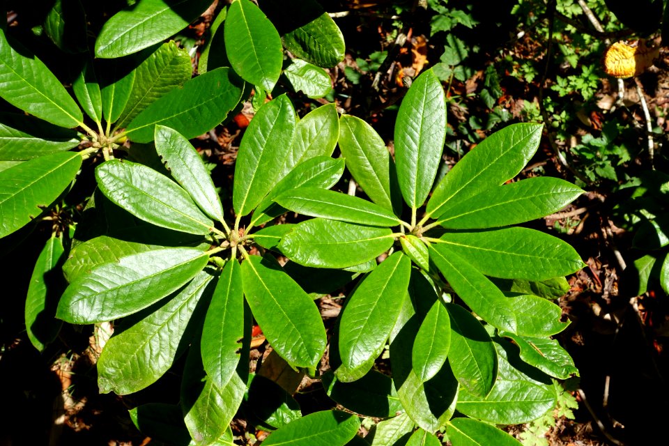 Rhododendron rufum - UBC Botanical Garden - Vancouver, Canada - DSC08172
