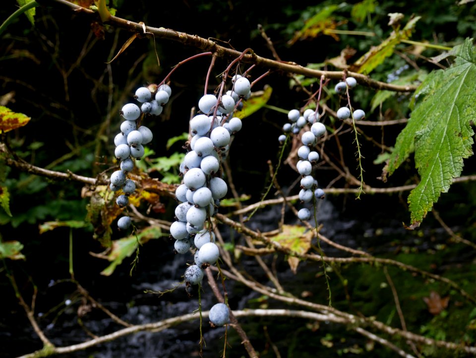 Ripened Stink Currants on Kaien Island, British Columbia, Canada