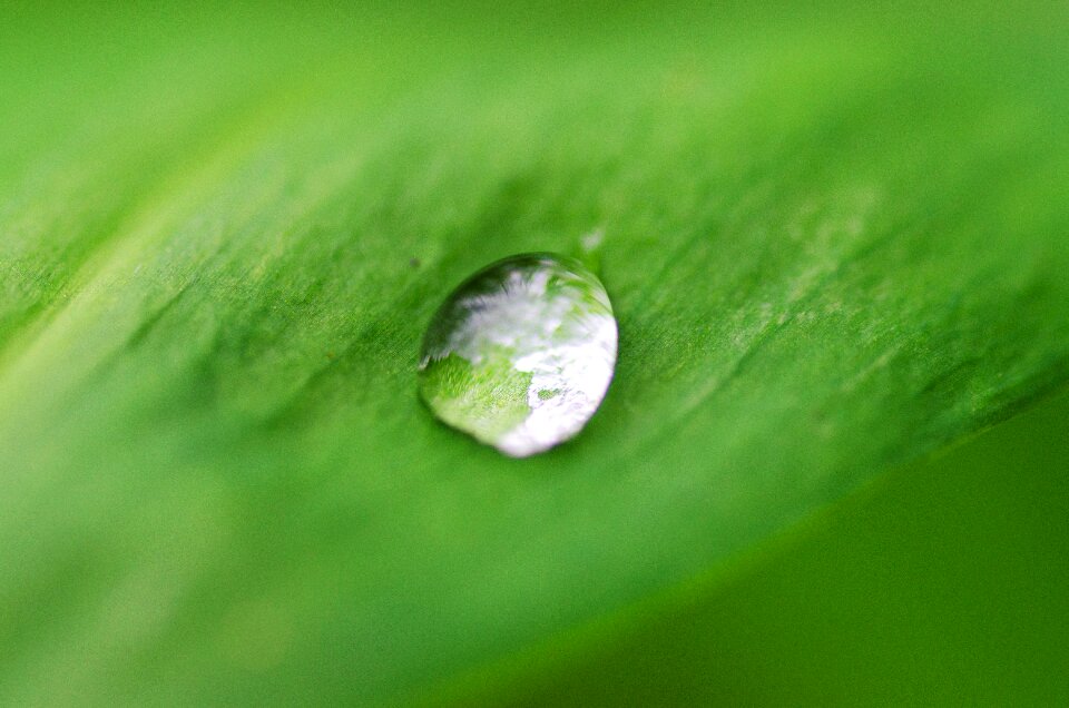 Plant green detail