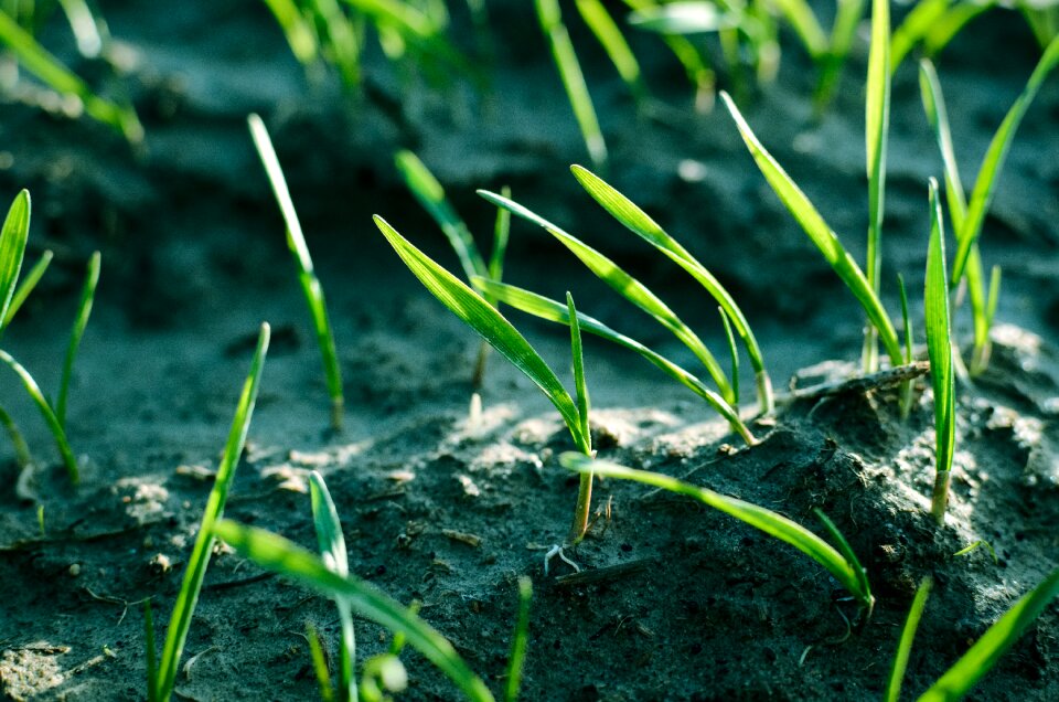 Field garden environment