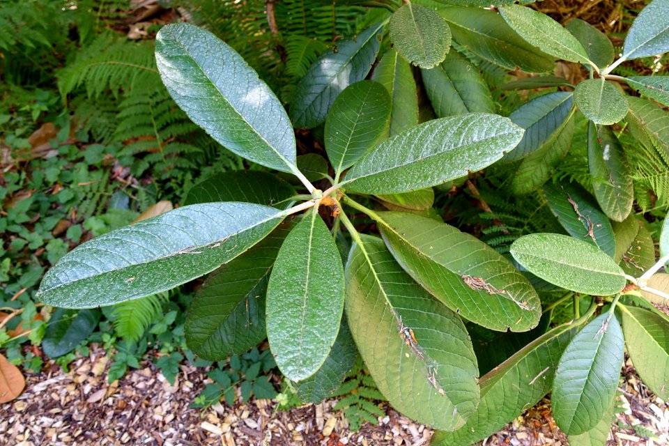Rhododendron kesangiae - UBC Botanical Garden - Vancouver, Canada - DSC07897