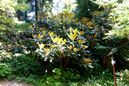 Rhododendron kesangiae - UBC Botanical Garden - Vancouver, Canada - DSC07873