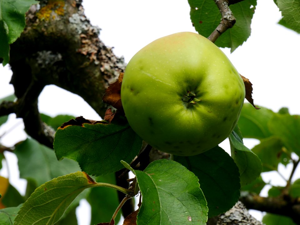 Riesenboiken Freilichtmuseum Roscheider Hof Ganzer Frucht H3