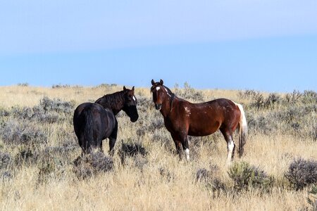 American wild horses wild mustangs freilebend photo