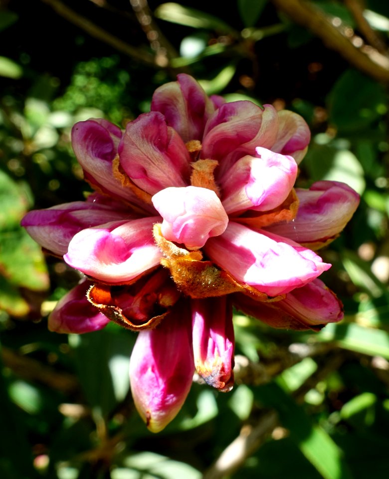 Rhododendron niveum - UBC Botanical Garden - Vancouver, Canada - DSC08535