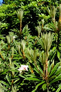 Rhododendron thayerianum - UBC Botanical Garden - Vancouver, Canada - DSC08511