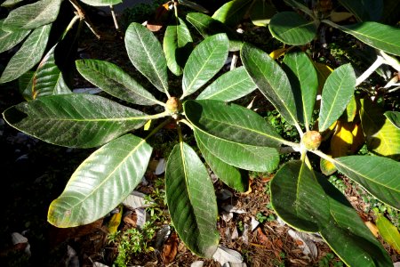 Rhododendron macabeanum - Mendocino Coast Botanical Gardens - DSC02175