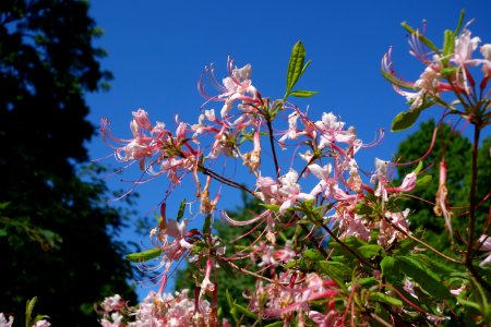 Rhododendron periclymenoides - Arnold Arboretum - DSC06627