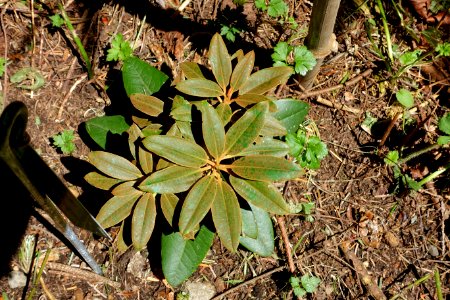 Rhododendron pachysanthum - UBC Botanical Garden - Vancouver, Canada - DSC08126