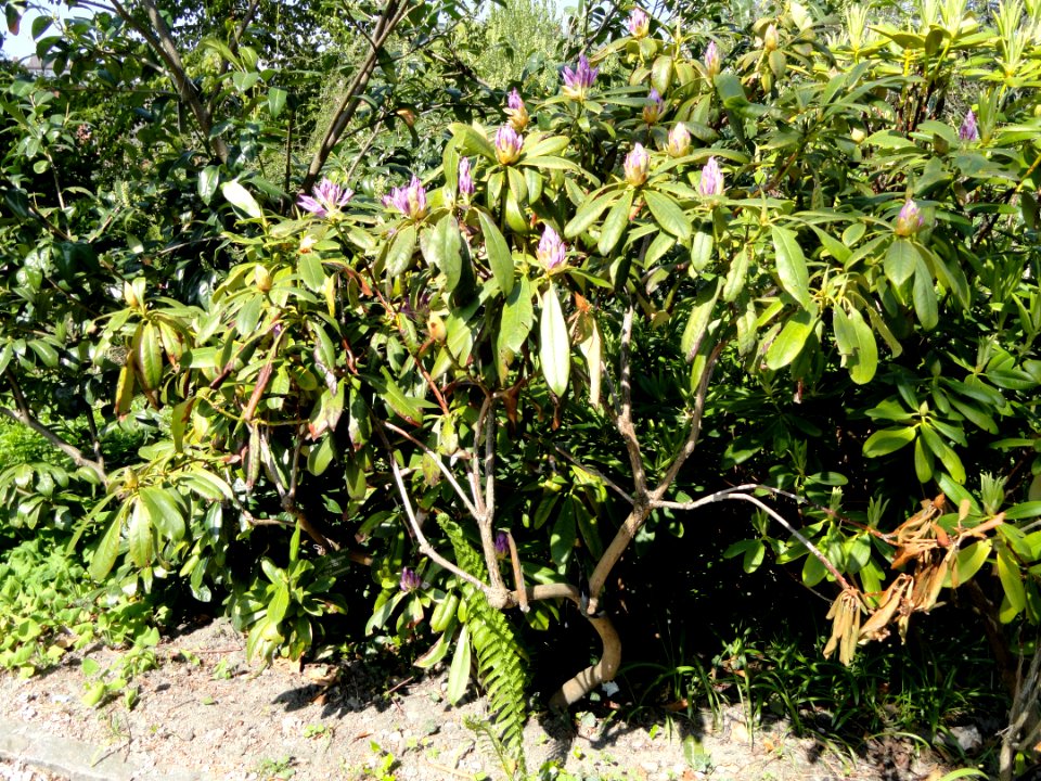 Rhododendron ponticum - University of Copenhagen Botanical Garden - DSC08074