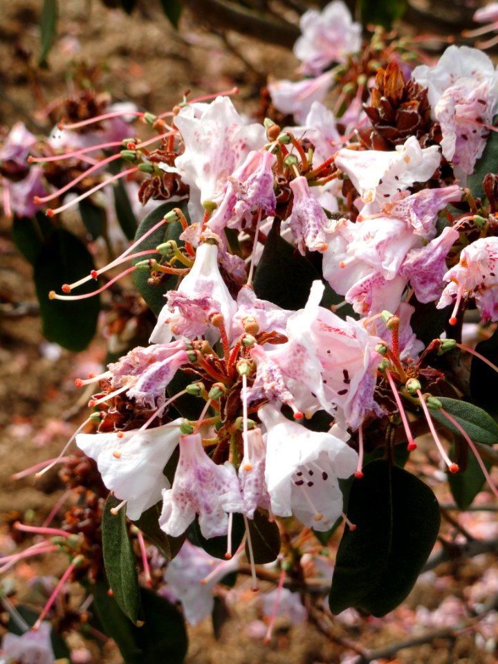 Rhododendron rubiginosum - University of Copenhagen Botanical Garden - DSC07631